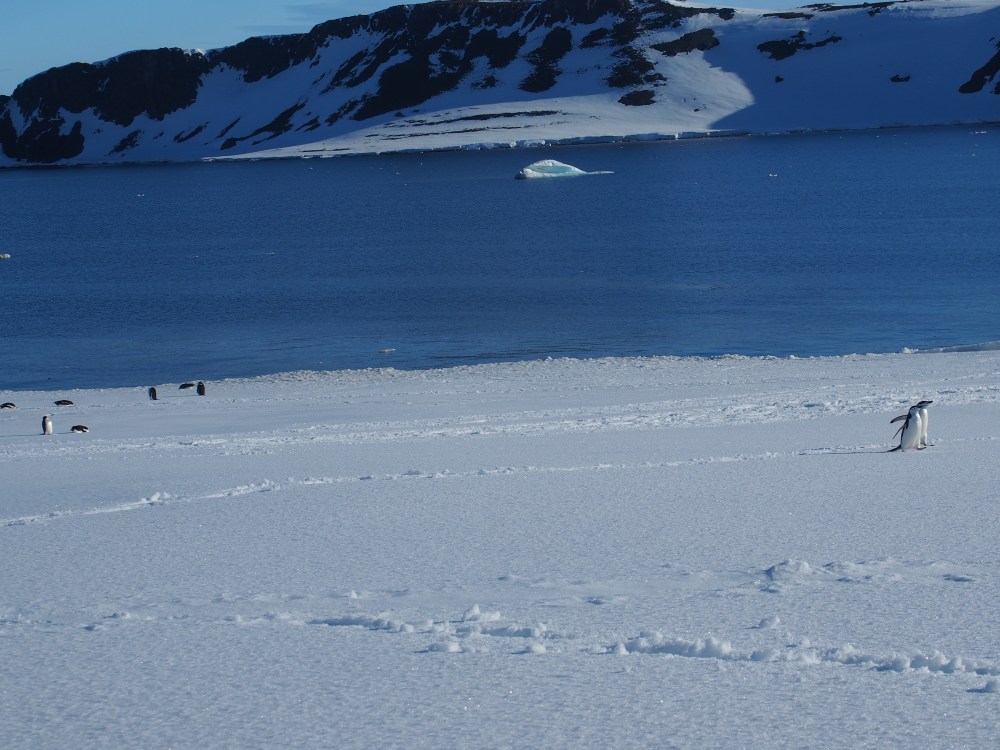 Ferocious chinstrap penguins heading over to tear us to pieces. . . Well, not really.