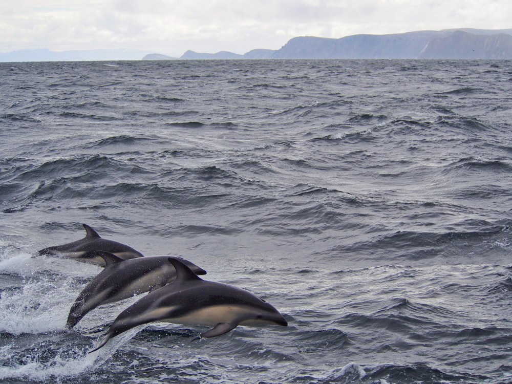 just one family (I think) out of a pod off Cape Horn
