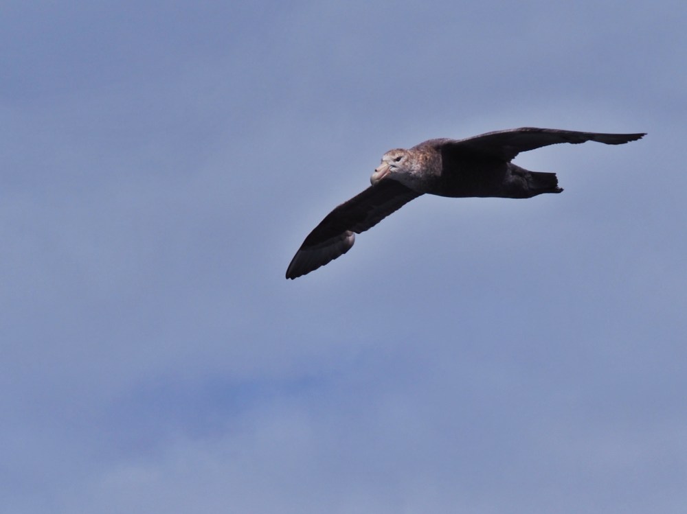 Even our plane home had a distinctly Antarctic feel . . . okay, it's a bird.